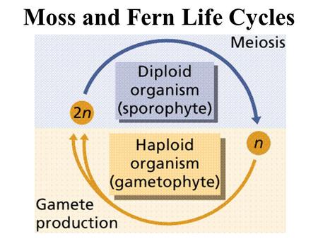 Moss and Fern Life Cycles Group 1: Seedless, Nonvascular Plants Live in moist environments to reproduce Grow low to ground to retain moisture (nonvascular)