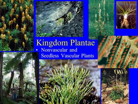Kingdom Plantae Nonvascular and Seedless Vascular Plants.