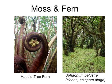 Moss & Fern Sphagnum palustre Hapu’u Tree Fern