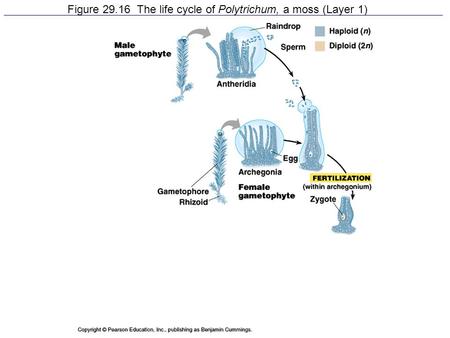 Figure The life cycle of Polytrichum, a moss (Layer 1)