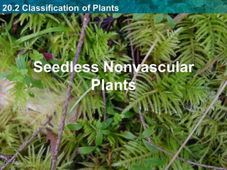 20.2 Classification of Plants Seedless Nonvascular Plants.