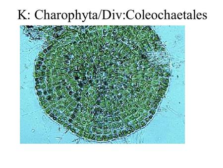 K: Charophyta/Div:Coleochaetales. Alternation of Generations.