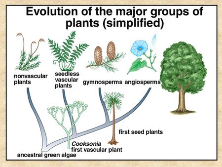 Land Plants fall into two major groups Non vascular Vascular.