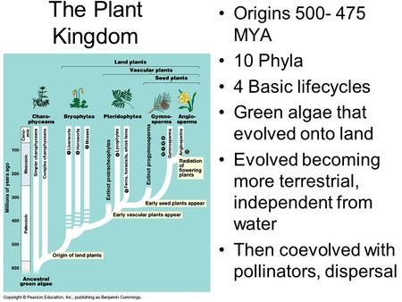 The Plant Kingdom Origins 500- 475 MYA 10 Phyla 4 Basic lifecycles Green algae that evolved onto land Evolved becoming more terrestrial, independent from.