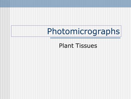 Photomicrographs Plant Tissues Free powerpoints at  Free powerpoints at