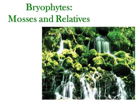 Bryophytes: Mosses and Relatives