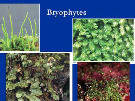 Bryophytes 1.