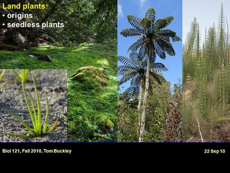 Land plants: origins seedless plants Biol 121, Fall 2010, Tom Buckley 22 Sep 10.