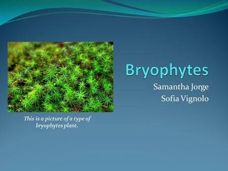 Samantha Jorge Sofia Vignolo This is a picture of a type of bryophytes plant.