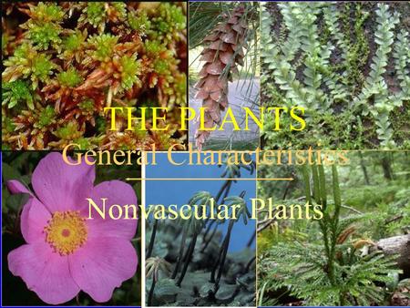 Nonvascular Plants General Characteristics THE PLANTS.