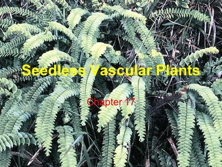 Seedless Vascular Plants Chapter 17. Seedless vascular plants The descendants of certain lineages of seedless vascular plants, with names such as whisk.