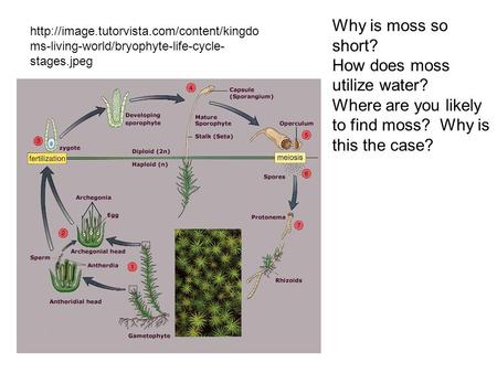 How does moss utilize water?