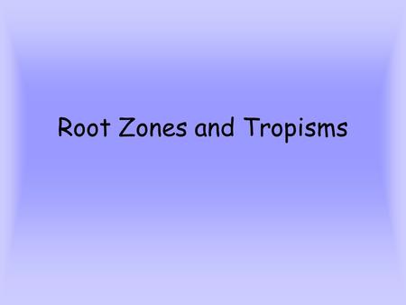 Root Zones and Tropisms. Root functions Anchors the plant Absorbs water and minerals Sends water and minerals to the xylem.