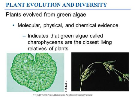 PLANT EVOLUTION AND DIVERSITY