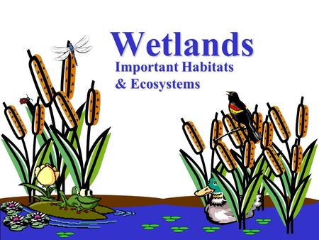 Wetlands Important Habitats & Ecosystems What are “wetlands”?