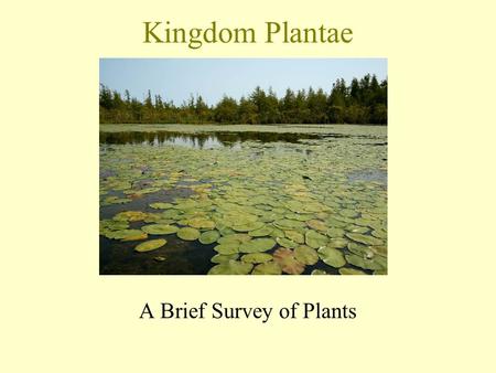 A Brief Survey of Plants