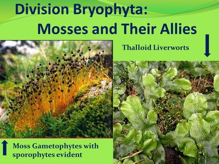 Division Bryophyta: Mosses and Their Allies