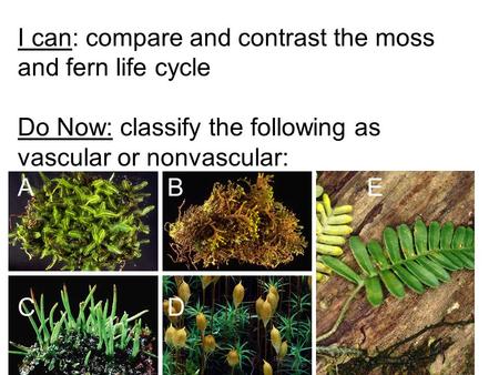 I can: compare and contrast the moss and fern life cycle