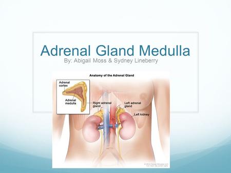 Adrenal Gland Medulla By: Abigail Moss & Sydney Lineberry.