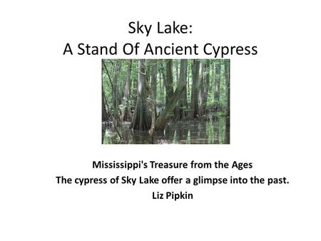 Sky Lake: A Stand Of Ancient Cypress Mississippi's Treasure from the Ages The cypress of Sky Lake offer a glimpse into the past. Liz Pipkin.