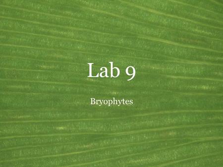 Lab 9 Bryophytes. Land Plants General features of the green plants Common name: Land plants Synonyms: Embryophytes, Kingdom Plantae Habitat: Terrestrial,