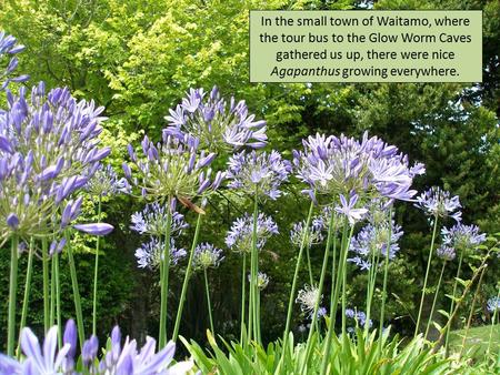In the small town of Waitamo, where the tour bus to the Glow Worm Caves gathered us up, there were nice Agapanthus growing everywhere.