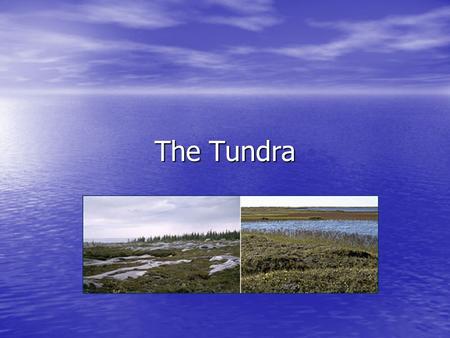 The Tundra. Tundra is the coldest of all the biomes. Tundra comes from the Finnish word tunturi, meaning treeless plain. Characteristics of tundra include: