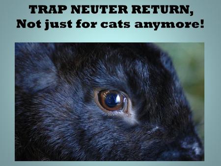 TRAP NEUTER RETURN, Not just for cats anymore!. The need, the “how to” the challenges. Debby Widolf Rabbit Dept. Manager ________________ Best Friends.