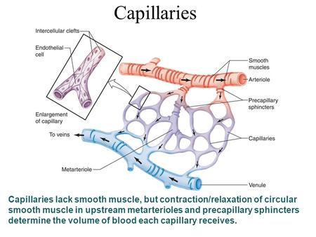 Capillaries Capillaries lack smooth muscle, but contraction/relaxation of circular smooth muscle in upstream metarterioles and precapillary sphincters.