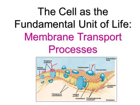 The Cell as the Fundamental Unit of Life: Membrane Transport Processes.