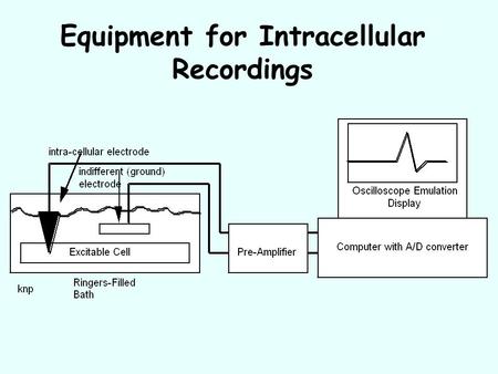 Equipment for Intracellular Recordings. Extracellular Potential in a “Resting” Cell.