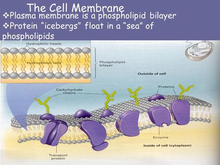  Plasma membrane is a phospholipid bilayer  Protein “icebergs” float in a “sea” of phospholipids The Cell Membrane.