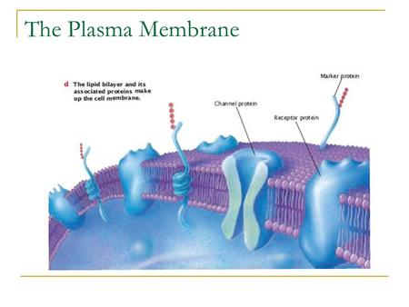 The Plasma Membrane.