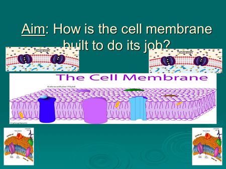 Aim: How is the cell membrane built to do its job?