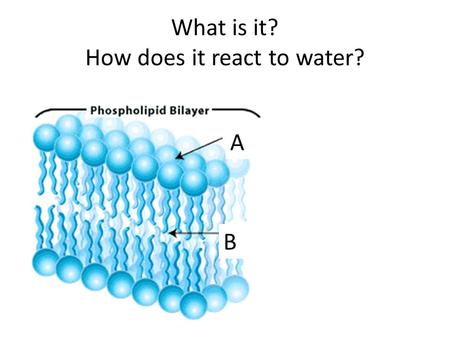 What is it? How does it react to water? A B. Answers… A. Phosphate- hydrophillic B. Lipid- hydrophobic.