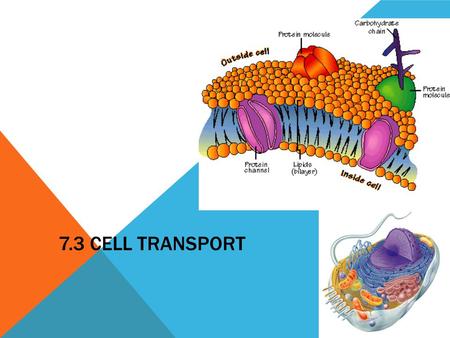 7.3 CELL TRANSPORT 2006-2007. Function of the Cell Membrane: Cell membrane separates the components of a cell from its environment—surrounds the cell.