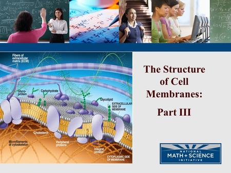 The Structure of Cell Membranes: Part III. The cell membrane is a dynamic and intricate structure that regulates material transported across the membrane.