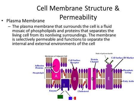Cell Membrane Structure & Permeability Plasma Membrane – The plasma membrane that surrounds the cell is a fluid mosaic of phospholipids and proteins that.