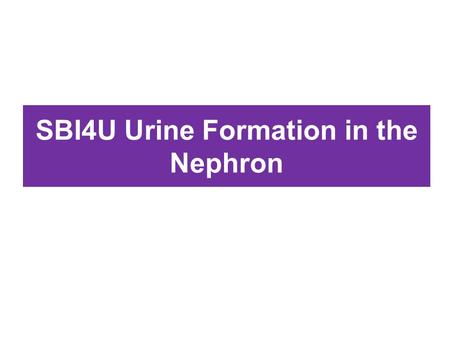 SBI4U Urine Formation in the Nephron