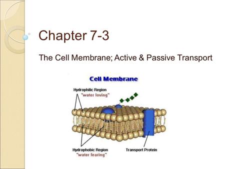 The Cell Membrane Gatekeeper
