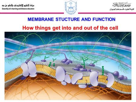 How things get into and out of the cell MEMBRANE STUCTURE AND FUNCTION.