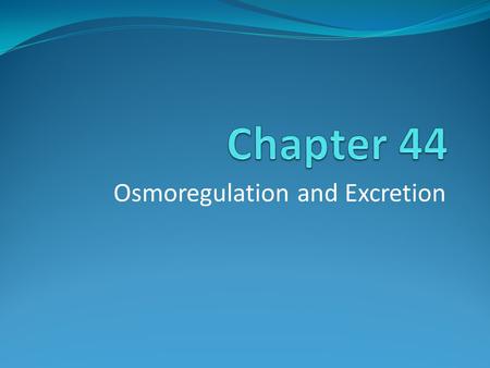 Osmoregulation and Excretion. Osmosis Over time the rates of water uptake and loss must balance. Osmosis- movement of water across a selectively permeable.