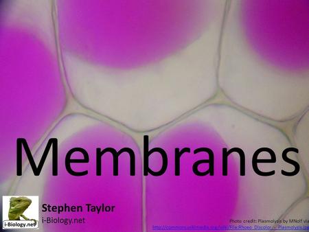 Membranes Stephen Taylor i-Biology.net Photo credit: Plasmolysis by MNolf via