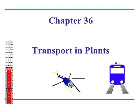 Chapter 36 Transport in Plants