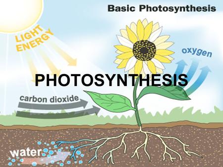 PHOTOSYNTHESIS. YOU MUST KNOW… HOW PHOTOSYSTEMS CONVERT SOLAR ENERGY TO CHEMICAL ENERGY HOW LINEAR ELECTRON FLOW IN THE LIGHT REACTIONS RESULTS IN THE.