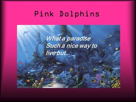 Pink Dolphins What a paradise Such a nice way to live but...