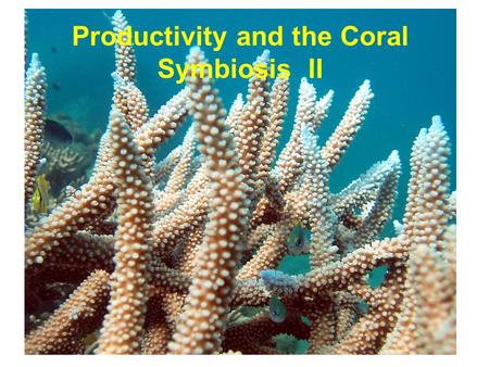 Productivity and the Coral Symbiosis II. dinoflagellates –chlorophylls a and c –lack chlorophyll b –characteristic dinoflagellate pigments diadinoxanthin.