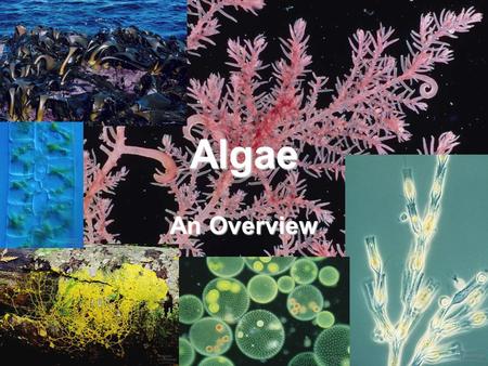 Algae An Overview.