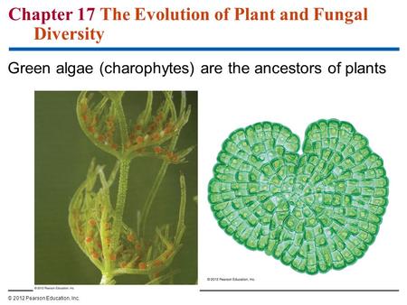 Chapter 17 The Evolution of Plant and Fungal Diversity
