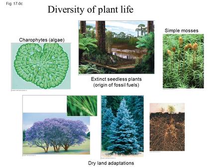 Fig. 17-0c Diversity of plant life Charophytes (algae) Extinct seedless plants (origin of fossil fuels) Simple mosses Dry land adaptations.